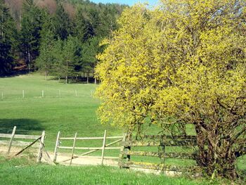 Dirndlstrauch in voller Blüte