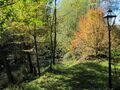 ST Teichweg Herbst Dirndlstaude.jpg