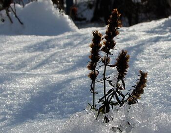 Schnee - Struktur