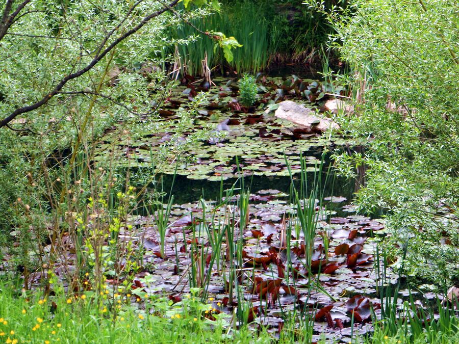 Steinschaler Teich SteinschalerWiki