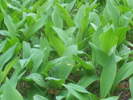 Maiglöckchen (Convallaria majalis)