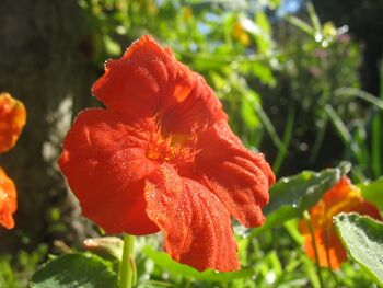 Blüte mit Tau der Kapuzinerkresse