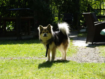 Merlin im Gastgarten