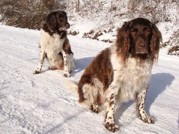 Hunde der Familie Lecker