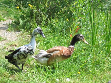 Laufenten als Helfer bei Nacktschnecken