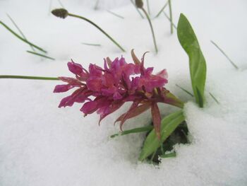 Eisenstein: Orchidee im Schnee am 17.5. 2012