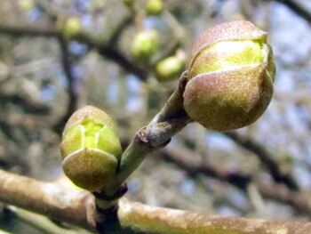 Dirndlknospen Ende Februar