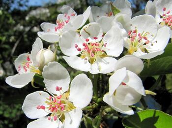 Birnenblüten