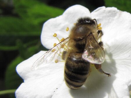 Biene auf Hetscherlblüte