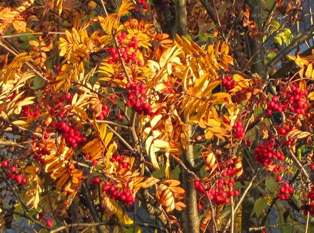 Voglbeeren im Herbst