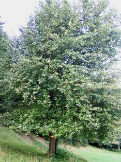 Mehlbeerbaum