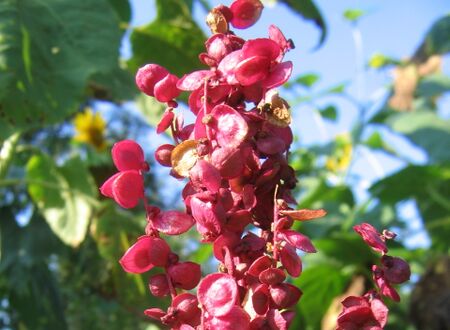 Samen roter Spinat (Melde)