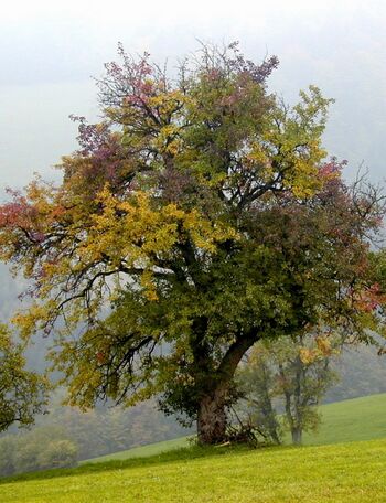 Herbstpracht: verfärbter Birnbaum