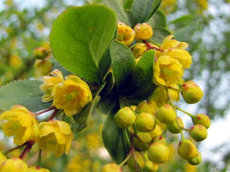 Berberitzenblüte