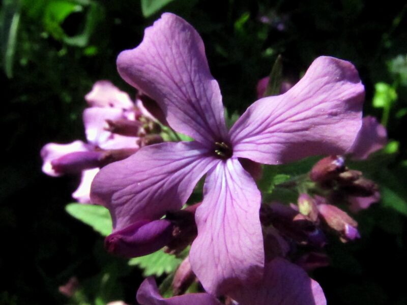 Datei:SG-Violenblüte.jpg