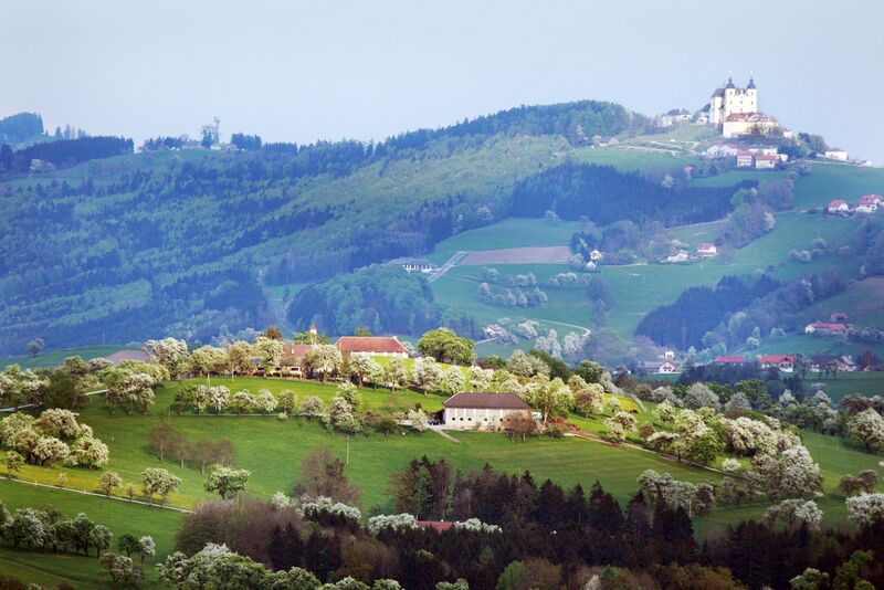 Datei:Birnblüte vorm Sonntagberg.jpg
