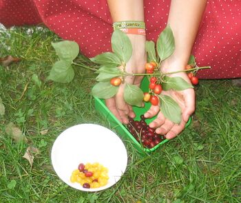 Gelbe und rote Dirndl