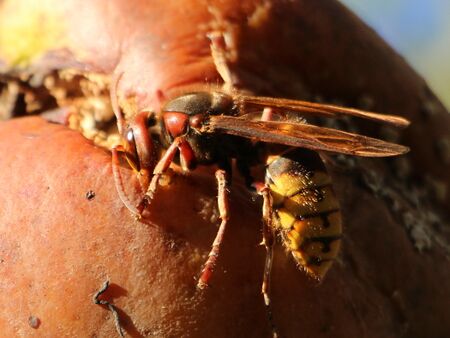 rightHornisse frisst Apfel an einem sonniger Oktobertag