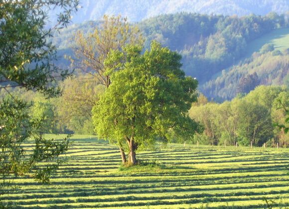 Wiese am Morgen beim Frohnberg