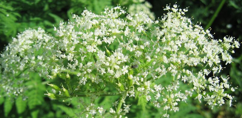 Datei:Süßdoldenblüte01.jpg