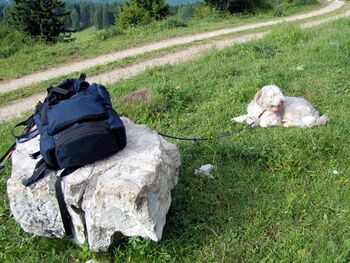 Wandern auf Leihhund Paula