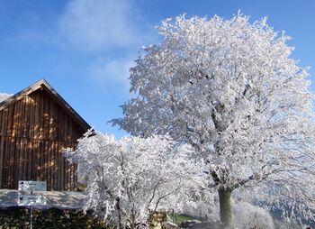 Laimboden Raureifbaum