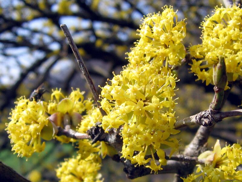 Datei:Dirndlblüte 23.jpg
