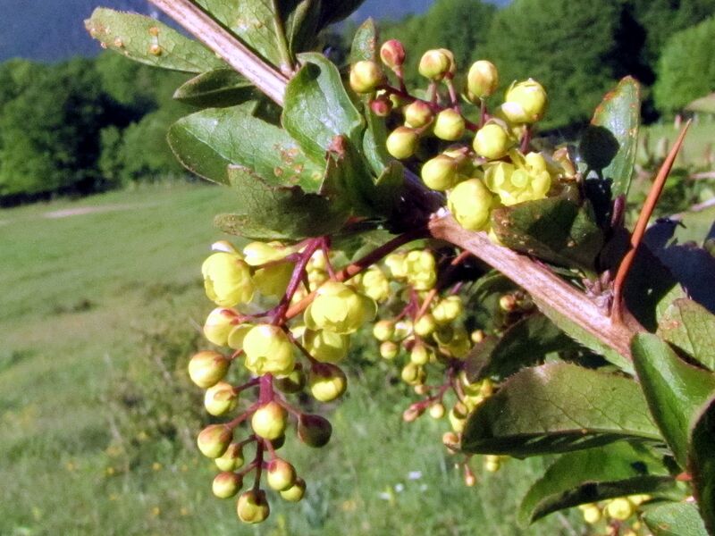 Datei:EST Berberitzenblüte9.jpg