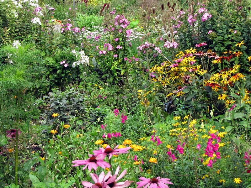 Datei:SG Blumenvielfalt Somer.jpg