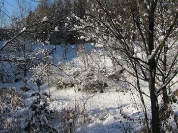 Südgartenbiotop im Winter