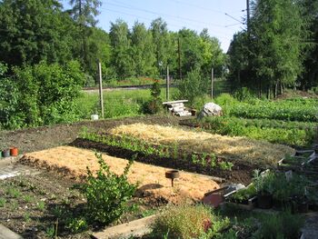 frisch gemulchter Teil des Produktionsgarten