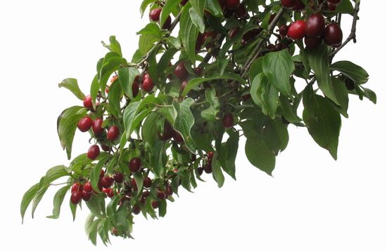 Cornus mas - Ast mit Früchten