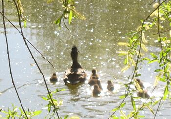 Idylle am Steinschalerteich