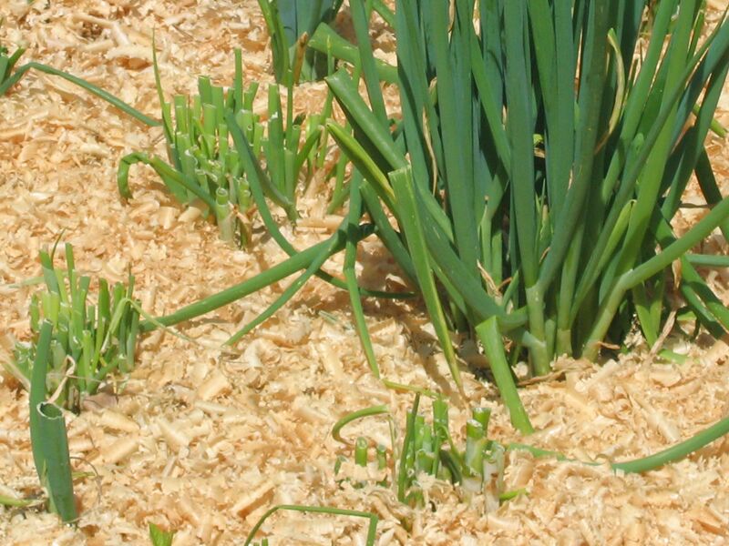 Datei:SG-Winterhecke Mulch.jpg