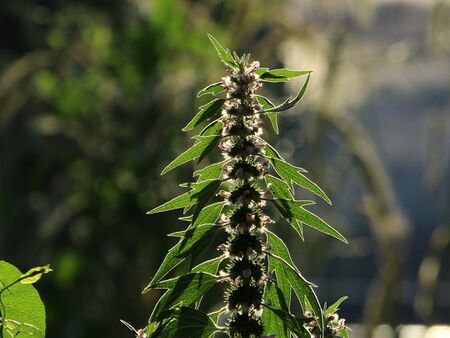 Herzgespann in Blüte - Gegenlicht