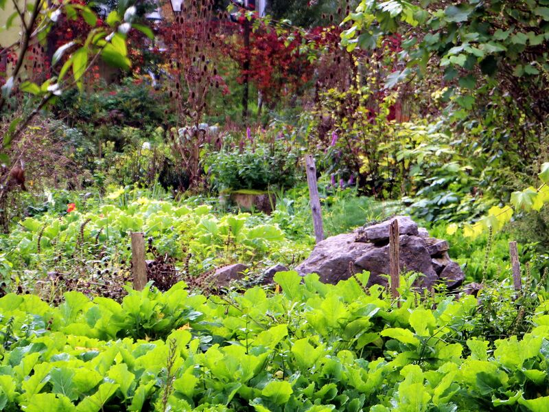 Datei:SG Produktionsgarten Herbst.jpg