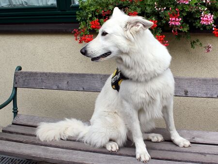 :Weißer Wolfshund Sissi - Fotoshooting 2013