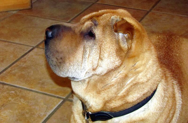 Datei:Hund - Familie Ecker 2011.jpg