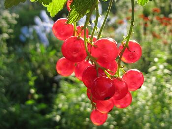 rote Ribisel