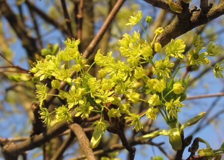 Ahornblüte