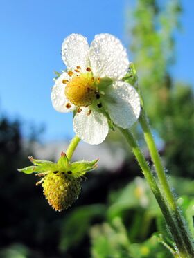 Erdbeerblüte