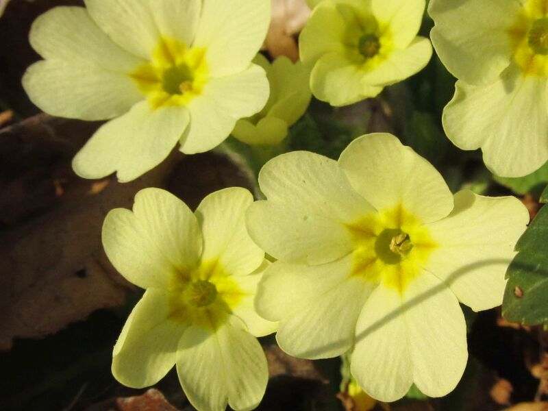 Datei:Primeln Blüte.jpg