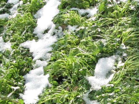 Saisonende naht: Petersilie im Schnee