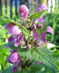 Taubnesselblüte