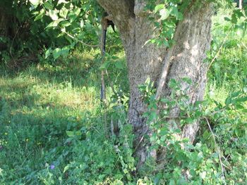 Mächtige Dirndl als Versteck