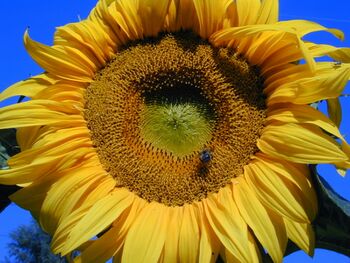 Sonneblume im Steinschaler Garten