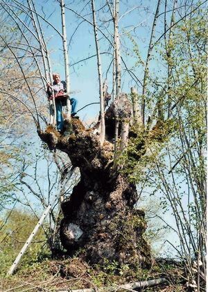 alter Schnoatbaum
