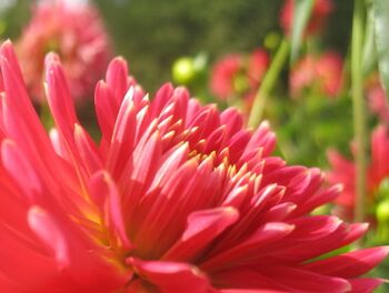 Dahlienblüte
