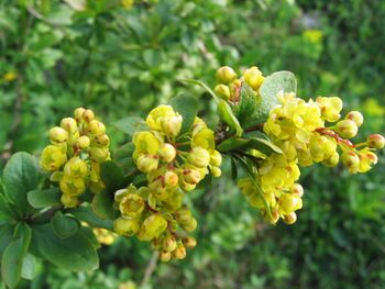 Berberitzen Blüte (Berberis vulgaris