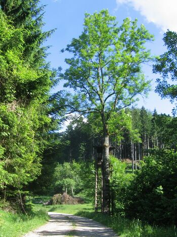 Hochstand vor erster Wüstung